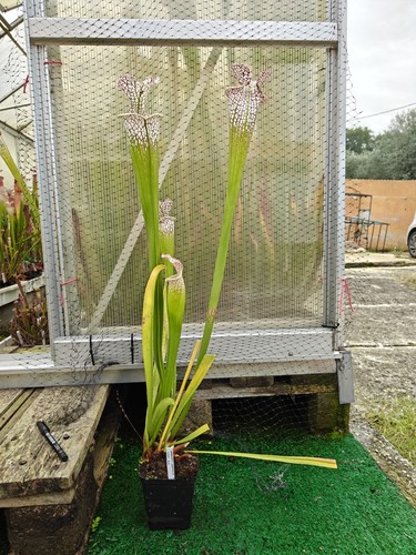 Sarracenia leucophylla - #36,