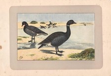 ANATRA OCA COLOMBACCIO Branta bernicla stampa antica originale del 1907
