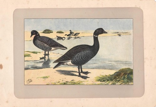 Anatra oca colombaccio - anatra,