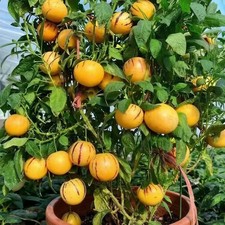 100xsolanum muricatum pepino - muricatum,