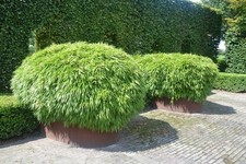 Fargesia rufa nana pianta bambù non infestante