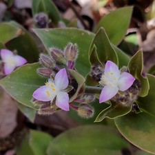 Tradescantia blossfeldiana pianta grassa da giardino-vaso-terrazzo-interno