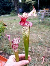  Sarracenia "Three Seasons"MaD