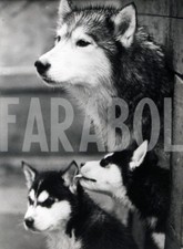 Foto vintage Animali, un husky