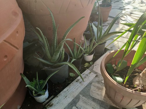 Pianta aloe vera cm - aloe, h.45-60