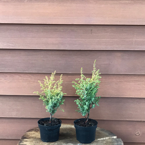 Ginepro dorato juniperus - dorato,