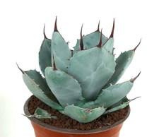 Agave parryi cv 'BLUE