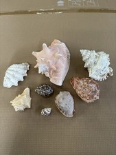 conchiglie marine decorative