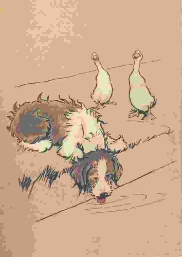 Foto aldin cecil bobtail - aldin,