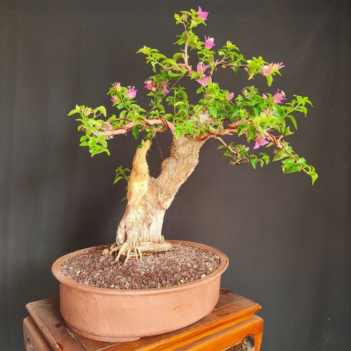 Pre bonsai esemplare - pre,