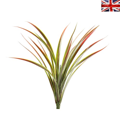 Pianta yucca cm - pianta, di