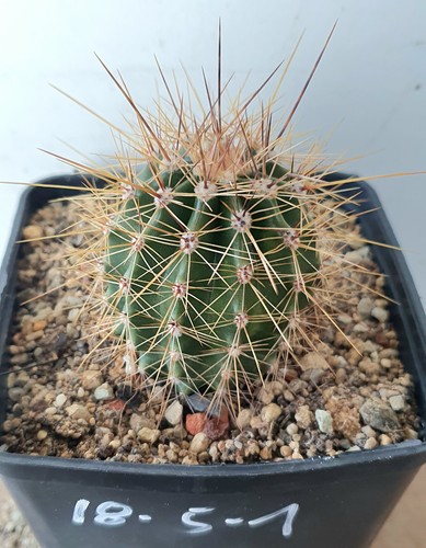 Carnegia gigantea saguaro - carnegia,