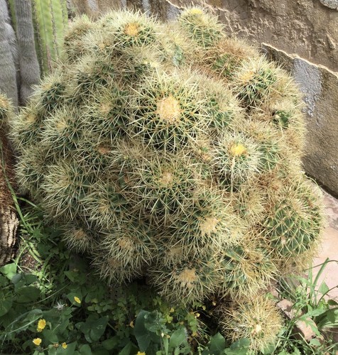 Cactus grandi echinocactus - grandi, :