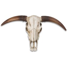 Massive full size bull steer - massive,