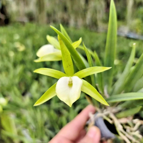 Cattleya orchidea nano yuannan - orchidea,