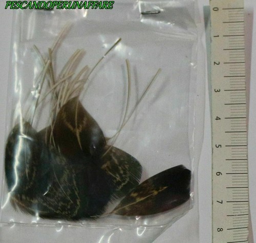 Piume partridge pernice per - piume,