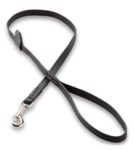 Jack russell premium - jack,