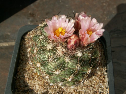 Pediocactus simpsonii - , c