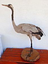 Uccello Gru Tassidermia Vintage Anni 70 Imbalsamato Alto 100 cm