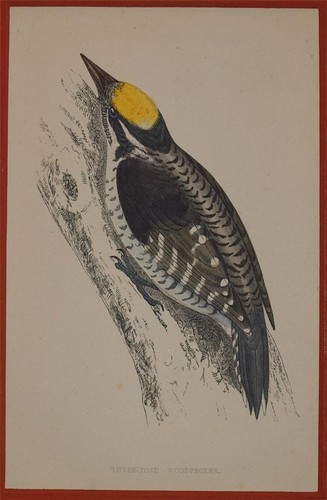 Morris picchio tridattilo - picchio,
