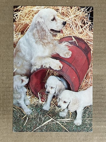 Cartolina cani cocker - cani, spaniel