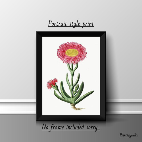 Carpobrotus quadrifidus - , a4