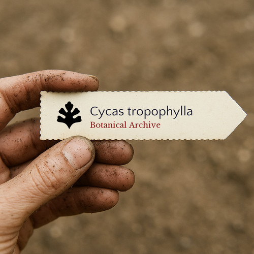 Cycas tropophylla seeds - -,
