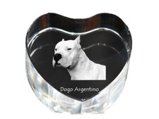 Dogo Argentino - a photo of a