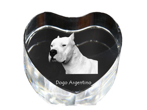 Dogo argentino photo of - dogo, a
