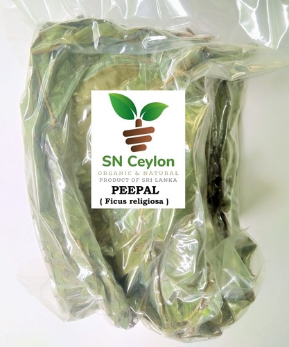 Foglie peepal ficus - peepal,