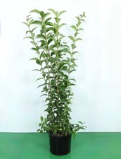 Ligustro foglie ovali Ligustrum Ovalifolium pianta da siepe vaso 2 lt h 50/70 cm
