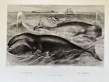 LA BALEINE LE CACHALOT BALENA