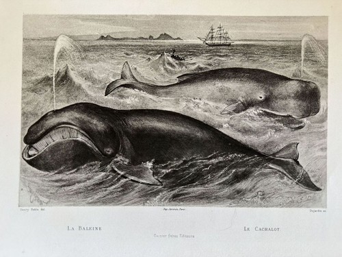 Baleine cachalot balena - la, le