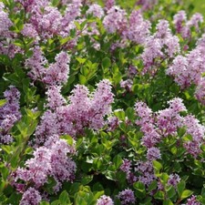 Lillà Palibin 2L - Può essere tagliato a forma di siepe o di palla