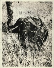 1969 Press Photo Cape buffalo