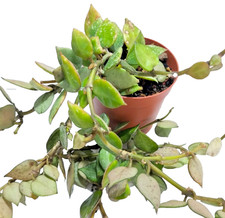 Hoya Khroniana Silver  Ø8 cm