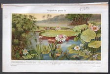 15293 - AQUATIC PRINT PLANTS