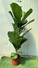 Ficus Lyrata Foto Reali H 100cm vaso 17cm