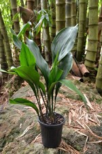 1 Aspidistra elatior D 20 Cm
