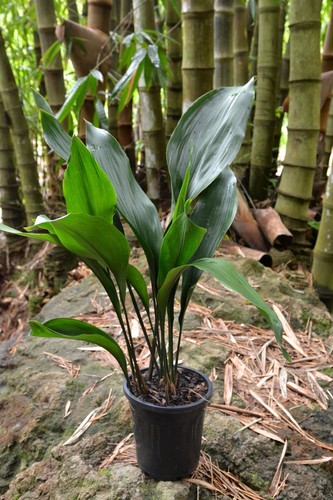 Aspidistra elatior 25 - d,