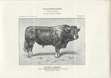 Stampa antica TORO di razza