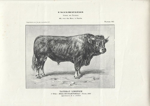 Stampa antica toro razza - toro, di