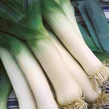 Porro bandiera americana -