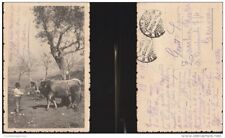 4170) BAMBINO CON GRANDE MUCCA