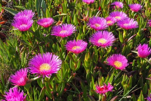 Carpobrotus edulis fico - edulis,