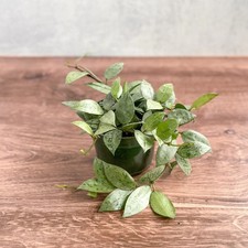 Hoya krohniana 'Super Silver'