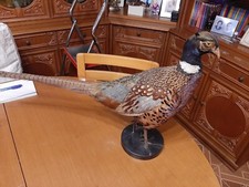 Tassidermia Uccello Imbalsamato Fagiano Comune maschio a piedistallo
