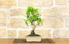 Bonsai ficus retusa vaso - bonsai,