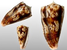 Conidae, Conus moluccensis
