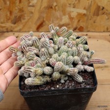 Chamaecereus sp. Vaso 12 cm
